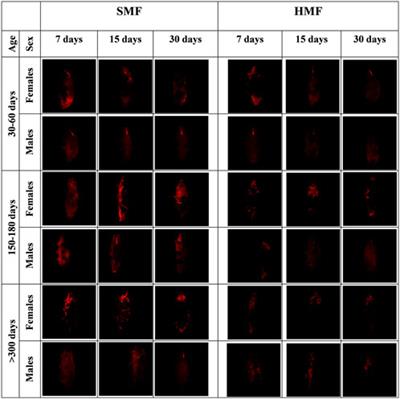 The effect of hypomagnetic field on survival and mitochondrial functionality of active Paramacrobiotus experimentalis females and males of different age